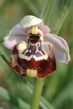 Ophrys candica / Candia Bee Orchid, I  Taranto 10.4.1999 