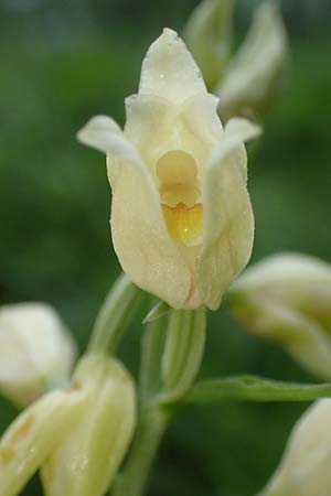 Cephalanthera damasonium / Large White Helleborine, I  Alpi Bergamasche, Seriana-Valpiana 6.6.2017 