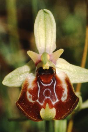 Ophrys oxyrrhynchos subsp. celiensis \ Apulische Schnabel-Ragwurz, I  Apulien, Martina Franca 11.5.1989 
