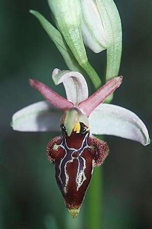 Ophrys exaltata subsp. tyrrhena, I  Naples 16.3.2002 