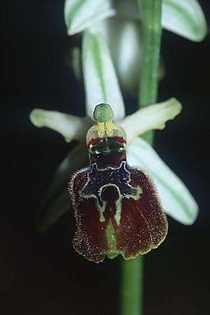 Ophrys exaltata subsp. tyrrhena \ Tyrrhenische Ragwurz, I  Neapel 16.3.2002 