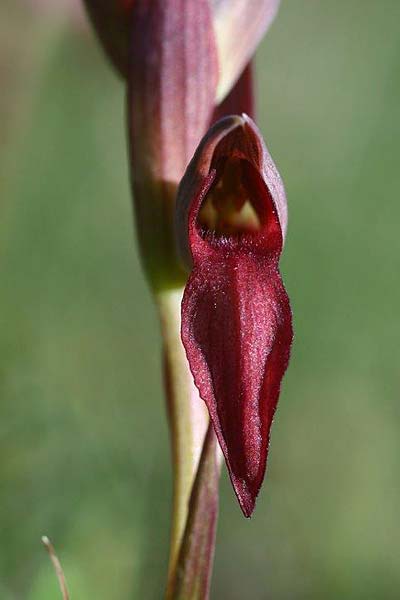 Serapias bergonii subsp. cilentana x lingua, I   Cilento, Laurino 4.6.2015 (Photo: Helmut Presser)