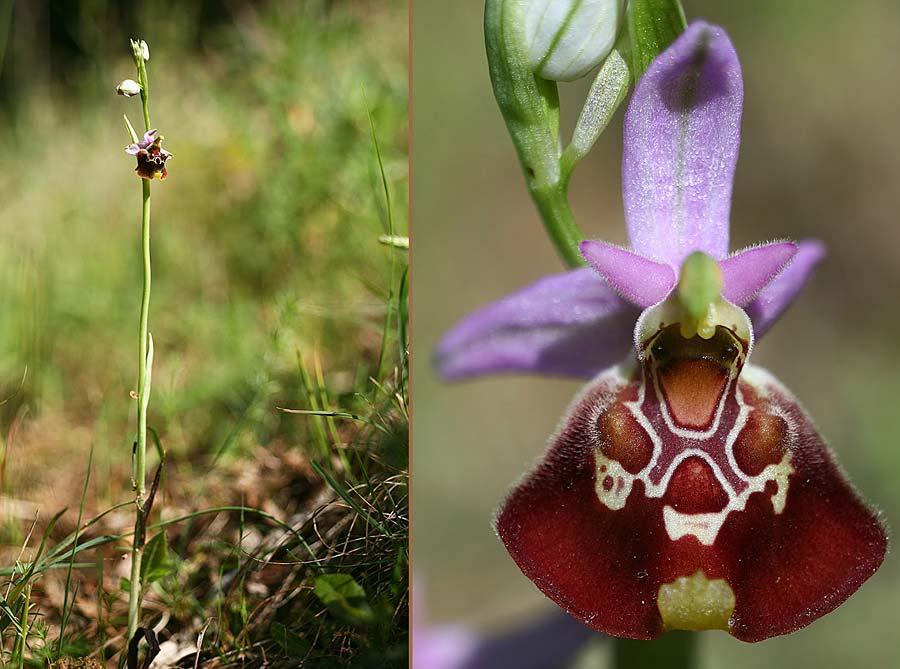 Ophrys cinnabarina \ Zinnober-Ragwurz, I  Promontorio del Gargano, San Giovanni Rotondo 26.5.2015 (Photo: Helmut Presser)