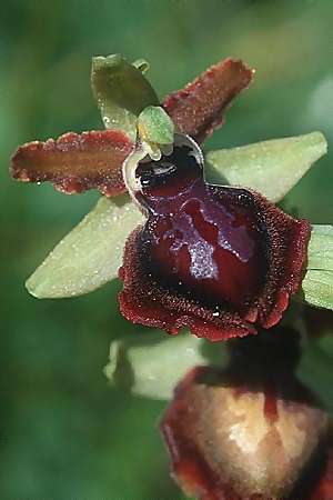 Ophrys garganica subsp. garganica \ Gargano-Ragwurz / Gargano Bee Orchid, I  Toscana, Alberese 28.3.1998 