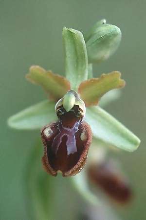 Ophrys classica \ Flotten-Ragwurz, I  Grosseto 13.4.2000 