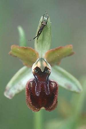 Ophrys classica \ Flotten-Ragwurz, I  Grosseto 13.4.2000 