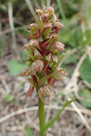 Coeloglossum viride \ Grüne Hohlzunge / Frog Orchid, I  Alpi Bergamasche, Monte Alben 11.6.2017 
