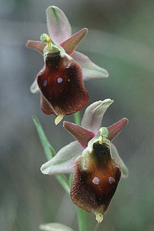 Ophrys crabronifera \ Hornissen-Ragwurz, I  Monte Argentario 3.5.1989 