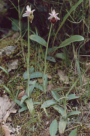 Ophrys crabronifera \ Hornissen-Ragwurz, I  Monte Argentario 3.5.1989 