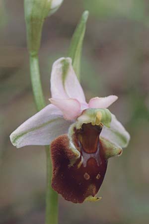 Ophrys crabronifera \ Hornissen-Ragwurz, I  Monte Argentario 3.5.1989 