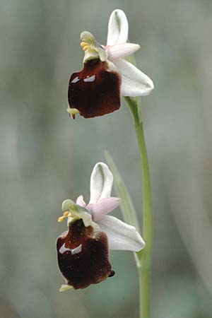 Ophrys crabronifera \ Hornissen-Ragwurz, I  Monte Argentario 3.5.1989 