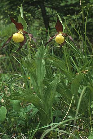 Cypripedium calceolus / Lady's Slipper, Ladyslipper, I  Madonna di Campiglio 17.6.1988 