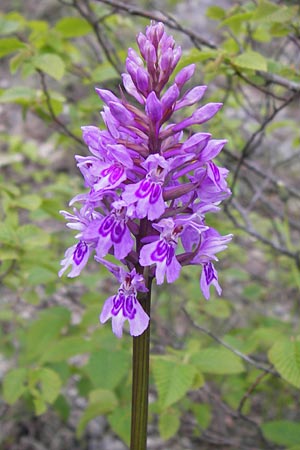 Dactylorhiza fuchsii \ Fuchssche Fingerwurz, Fuchssches Knabenkraut / Common Spotted Orchid, I  Liguria, Loano 28.5.2013 