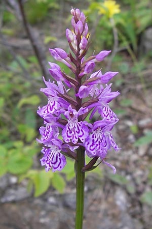 Dactylorhiza fuchsii \ Fuchssche Fingerwurz, Fuchssches Knabenkraut / Common Spotted Orchid, I  Liguria, Loano 28.5.2013 