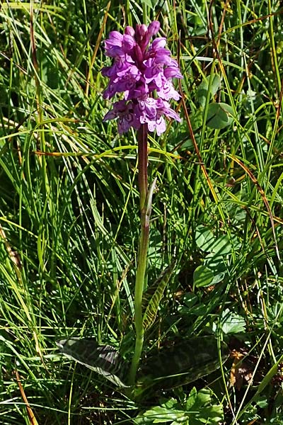 Dactylorhiza fuchsii \ Fuchssche Fingerwurz, Fuchssches Knabenkraut / Common Spotted Orchid, I  Südtirol, Plätzwiese 5.7.2022 