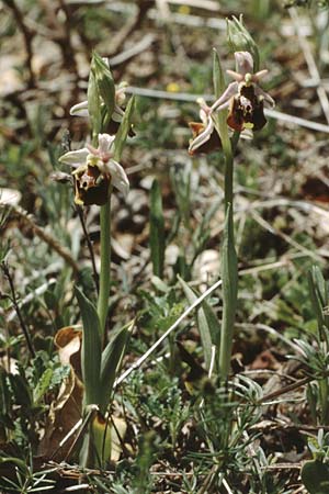 Ophrys dinarica \ Dinarische Ragwurz / Dinarian Orchid, I  Abruzzen/Abruzzo Montenero 13.5.1989 