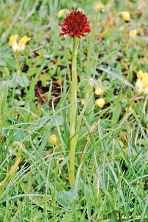 Nigritella dolomitensis \ Dolomiten-Kohlröschen / Dolomites Vanilla Orchid, I  Fanes 10.7.1999 