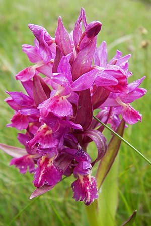 Dactylorhiza sambucina \ Holunder-Fingerwurz, Holunder-Knabenkraut / Elder-flower Orchid, Adam-and-Eve, I  Liguria, Monte Beigua 24.5.2013 