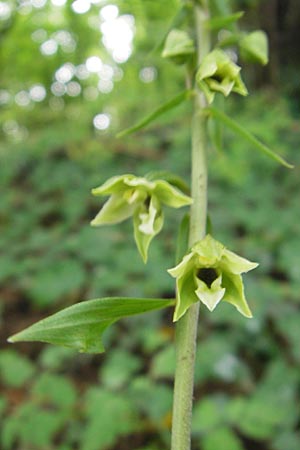 Epipactis autumnalis \ Herbst-Ständelwurz / Autumn Helleborine, I  Vicenza 31.7.2011 