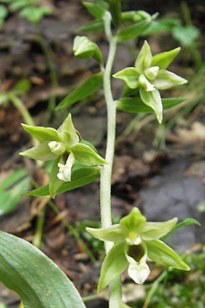 Epipactis autumnalis \ Herbst-Ständelwurz / Autumn Helleborine, I  Vicenza 31.7.2011 