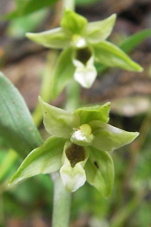 Epipactis autumnalis \ Herbst-Ständelwurz / Autumn Helleborine, I  Vicenza 31.7.2011 