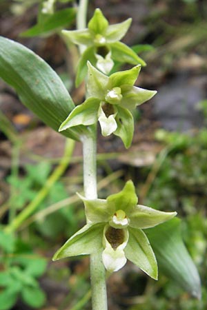 Epipactis autumnalis \ Herbst-Ständelwurz / Autumn Helleborine, I  Vicenza 31.7.2011 