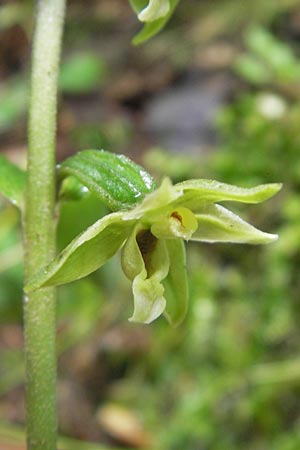 Epipactis autumnalis \ Herbst-Ständelwurz / Autumn Helleborine, I  Vicenza 31.7.2011 