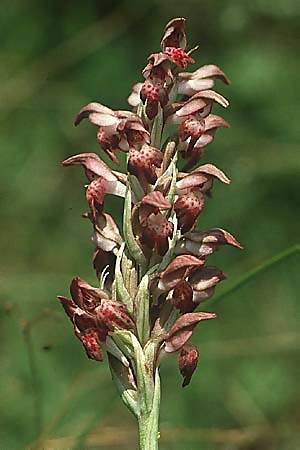 Anacamptis coriophora subsp. fragrans / Fragrant Orchid, I  Lago del Benaco, Manerba 3.6.1988 