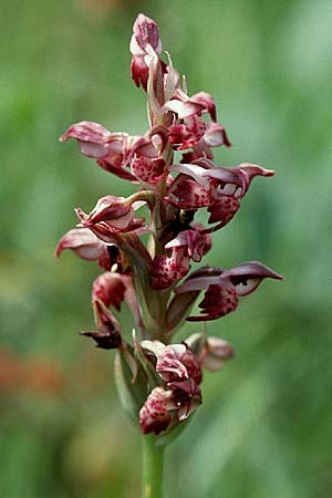 Anacamptis coriophora subsp. fragrans / Fragrant Orchid, I  Umbria 2.6.2002 