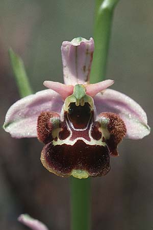 Ophrys vetula \ Seealpen-Ragwurz / Maritine Alps Bee Orchid, I  Liguria, Dolcedo 26.5.2001 