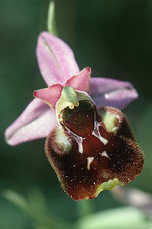 Ophrys gracilis \ Zierliche Hummel-Ragwurz / Slender Late Spider Orchid, I  Monti Aurunci 3.6.2002 