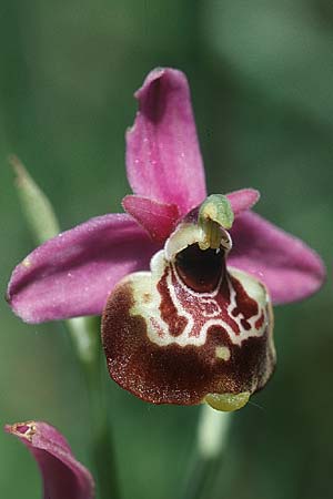 Ophrys gracilis \ Zierliche Hummel-Ragwurz / Slender Late Spider Orchid, I  Cilento 4.6.2002 