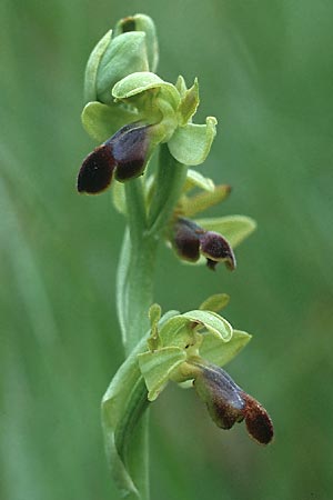 Ophrys sulcata \ Gefurchte Braune Ragwurz (Höhe ~600 m, gleichzeitig O.bertolonii, Or.italica, S.lingua), I  Toscana, Monticello Amiata 1.5.1989 