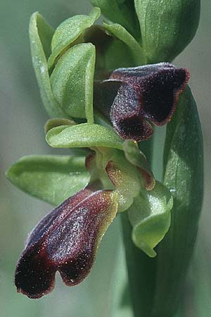 Ophrys sulcata / Furrowed Dull Orchid (alt. 400 m, starting), I  Umbria, Passignano sul Trasimeno 3.5.1997 