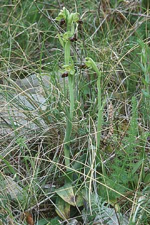 Ophrys sulcata \ Gefurchte Braune Ragwurz, I  Promontorio del Gargano, Mattinata 11.4.1998 