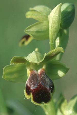 Ophrys sulcata / Furrowed Dull Orchid, I  Emilia Romagna, Rioveggio 15.5.2004 