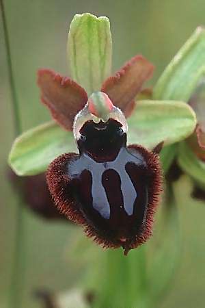 Ophrys garganica subsp. garganica \ Gargano-Ragwurz / Gargano Bee Orchid, I  Lecce 8.4.1998 