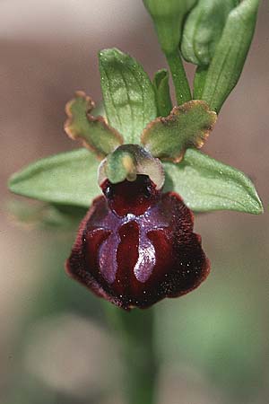 Ophrys garganica subsp. garganica \ Gargano-Ragwurz / Gargano Bee Orchid, I  Promontorio del Gargano, Coppa di Mezzo 26.4.2003 