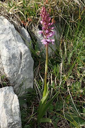 Gymnadenia conopsea s.l. \ Mücken-Händelwurz / Common Fragrant Orchid ('alpina'), I  Alpi Bergamasche, Pizzo Arera 9.6.2017 