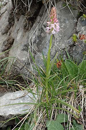 Gymnadenia odoratissima \ Wohlriechende Händelwurz, I  Alpi Bergamasche, Monte Alben 11.6.2017 