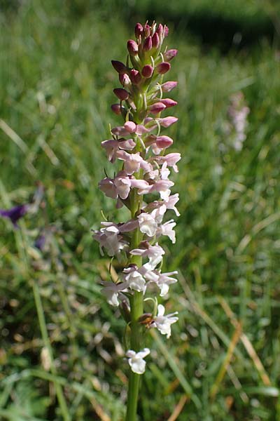 Gymnadenia odoratissima \ Wohlriechende Händelwurz / Short-spurred Fragrant Orchid, I  Südtirol, Plätzwiese 5.7.2022 