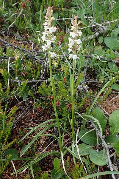 Gymnadenia odoratissima \ Wohlriechende Händelwurz / Short-spurred Fragrant Orchid, I  Südtirol, Plätzwiese 5.7.2022 