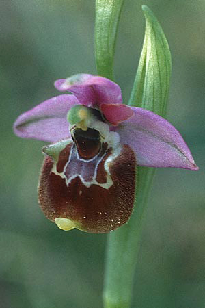 Ophrys appennina \ Appennin-Hummel-Ragwurz, I  Abruzzen Isernia 4.5.1989 