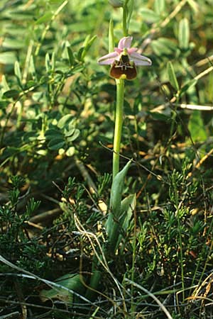 Ophrys appennina / Appennins Late Spider Bee Orchid, I  Abruzzo Isernia 4.5.1989 