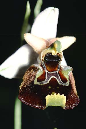 Ophrys appennina / Appennins Late Spider Bee Orchid, I  Monti Lepini 2.6.2002 