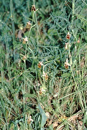 Ophrys appennina \ Appennin-Hummel-Ragwurz, I  Monti Lepini 2.6.2002 