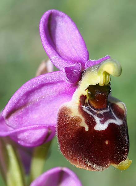 Ophrys gracilis x neglecta, I   Basilicata, Laurenzana 28.5.2015 (Photo: Helmut Presser)