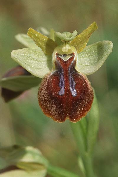 Ophrys bilunulata x garganica subsp. garganica, I   Promontorio del Gargano, Mattinata 10.4.1998 