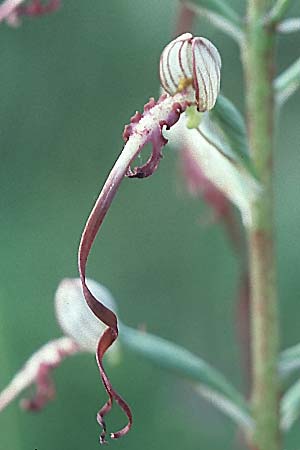 Himantoglossum adriaticum / Adriatic Lizard Orchid, I  Lake 1.6.2002 