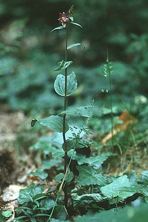 Epipactis helleborine / Broad-Leaved Helleborine, I  island Elba, Marciana Alta 21.6.1996 